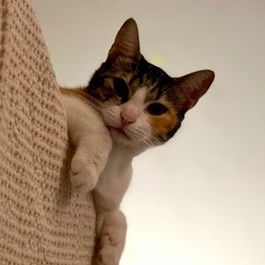 Custom Live Sale Bundle